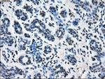POR Antibody in Immunohistochemistry (Paraffin) (IHC (P))