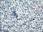POR Antibody in Immunohistochemistry (Paraffin) (IHC (P))