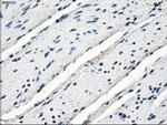 POR Antibody in Immunohistochemistry (Paraffin) (IHC (P))