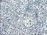 POR Antibody in Immunohistochemistry (Paraffin) (IHC (P))