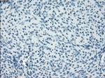 POR Antibody in Immunohistochemistry (Paraffin) (IHC (P))