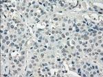 POR Antibody in Immunohistochemistry (Paraffin) (IHC (P))