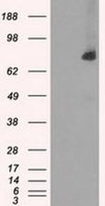 POR Antibody in Western Blot (WB)