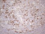 POTEG Antibody in Immunohistochemistry (Paraffin) (IHC (P))