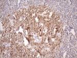 POU2AF1 Antibody in Immunohistochemistry (Paraffin) (IHC (P))