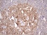 POU2AF1 Antibody in Immunohistochemistry (Paraffin) (IHC (P))