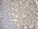 POU2AF1 Antibody in Immunohistochemistry (Paraffin) (IHC (P))