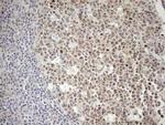 POU2AF1 Antibody in Immunohistochemistry (Paraffin) (IHC (P))