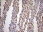 POU2AF1 Antibody in Immunohistochemistry (Paraffin) (IHC (P))