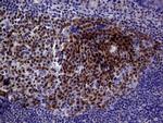 POU2AF1 Antibody in Immunohistochemistry (Paraffin) (IHC (P))