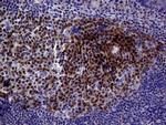POU2AF1 Antibody in Immunohistochemistry (Paraffin) (IHC (P))