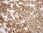POU2AF1 Antibody in Immunohistochemistry (Paraffin) (IHC (P))