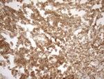 POU2AF1 Antibody in Immunohistochemistry (Paraffin) (IHC (P))