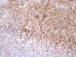 POU2AF1 Antibody in Immunohistochemistry (Paraffin) (IHC (P))