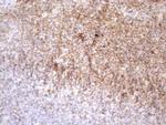 POU2AF1 Antibody in Immunohistochemistry (Paraffin) (IHC (P))