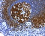 POU2AF1 Antibody in Immunohistochemistry (Paraffin) (IHC (P))