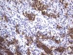 POU2AF1 Antibody in Immunohistochemistry (Paraffin) (IHC (P))