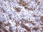 POU2AF1 Antibody in Immunohistochemistry (Paraffin) (IHC (P))