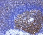 POU2AF1 Antibody in Immunohistochemistry (Paraffin) (IHC (P))