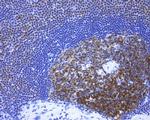 POU2AF1 Antibody in Immunohistochemistry (Paraffin) (IHC (P))