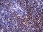 POU2AF1 Antibody in Immunohistochemistry (Paraffin) (IHC (P))