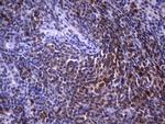 POU2AF1 Antibody in Immunohistochemistry (Paraffin) (IHC (P))