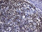 POU2AF1 Antibody in Immunohistochemistry (Paraffin) (IHC (P))