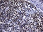 POU2AF1 Antibody in Immunohistochemistry (Paraffin) (IHC (P))