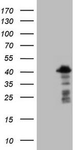 POU2AF1 Antibody in Western Blot (WB)