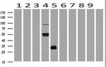 POU2AF1 Antibody in Western Blot (WB)