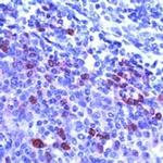 OCT1 (POU2F1) Antibody in Immunohistochemistry (IHC)