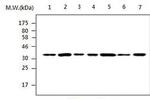PP1 gamma Antibody in Western Blot (WB)