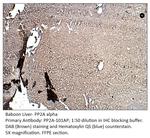PP2A-alpha Polyclonal Antibody