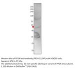 PP2A-beta Polyclonal Antibody