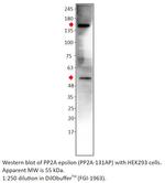 PP2A-epsilon Polyclonal Antibody