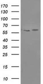PPAT Antibody in Western Blot (WB)