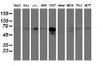 PPAT Antibody in Western Blot (WB)