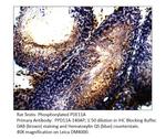 Phospho-PDE11A (Ser117) Antibody in Immunohistochemistry (IHC)