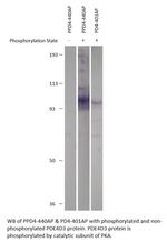 Phospho-PDE4D PKA site (Ser54) Polyclonal Antibody