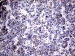 PPIF Monoclonal Antibody (OTI6E7), TrueMAB™