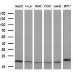 PPIF Antibody in Western Blot (WB)