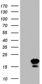 PPIH Antibody in Western Blot (WB)