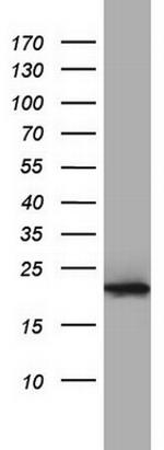 PPIH Antibody in Western Blot (WB)