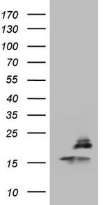 PPIL1 Antibody in Western Blot (WB)