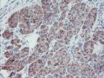 PPIL6 Antibody in Immunohistochemistry (Paraffin) (IHC (P))