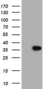 PPIL6 Antibody in Western Blot (WB)