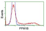 PPM1B Antibody in Flow Cytometry (Flow)