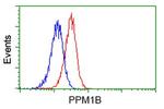 PPM1B Antibody in Flow Cytometry (Flow)