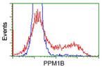 PPM1B Antibody in Flow Cytometry (Flow)