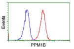 PPM1B Antibody in Flow Cytometry (Flow)